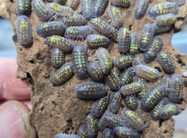 25 x Armadillidium Granulatum Isopods
