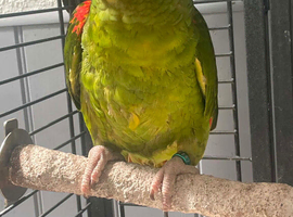 Yellow Hen