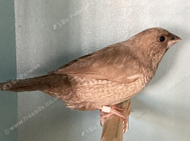 Bengalese Hen Finch For Sale.
