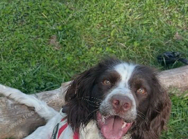 2 year old Sprocker spaniel