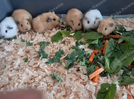 BABY CALIFORNIAN GUINEA PIGS