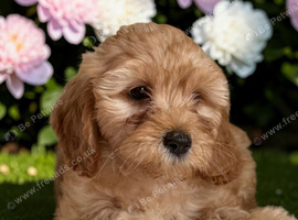 5 stunning, well socialised puppies
