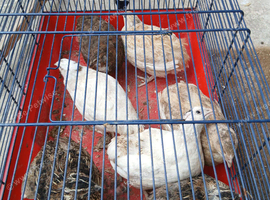 Button quails