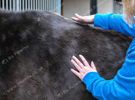 Professional Horse Massage in Cheshire & North Wales