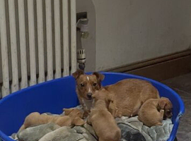 Miniature Jack Russell puppies