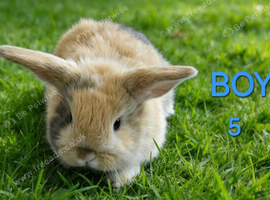 Mini lop babies
