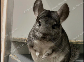 2 x chinchillas plus set up