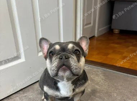 Platinum French Bulldog Puppy looking for a new home