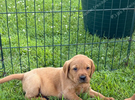Labrador Retriever Puppies &ndash; A Lifetime of Tail Wags Begins Here