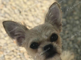 Hi im Archie