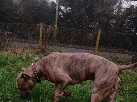 Saffiexlurcher