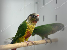 Green cheek conures