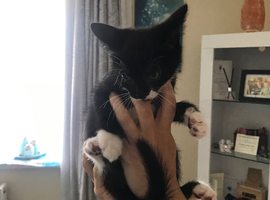 Kittens