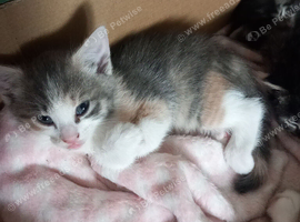 female kitten