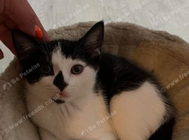 2x handsome male kittens
