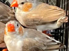 Zebra Finches WANTED