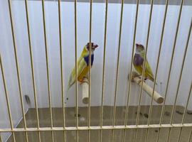 Pair of Gouldian Finches For Sale