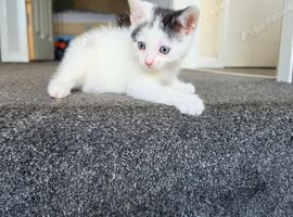 1 male 1 female kitten