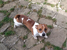 Puppy