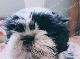 Black&White Shih Tzu GIRL Puppie