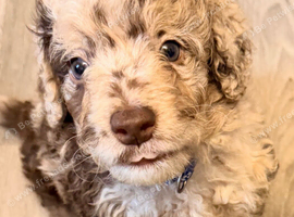 Cockapoo Puppies last one
