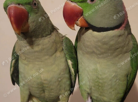 Alexandrine Parrots pair