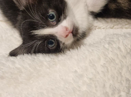 2 x black and white kittens