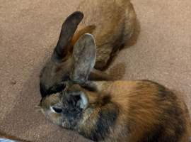 2 rabbits