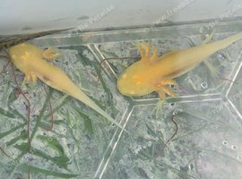 Baby axolotls for s