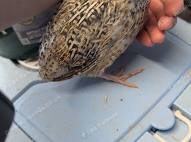 Quails coturnix