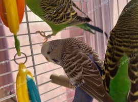 3 Beautiful Budgies + Large Tall Cage &mdash; Complete Set