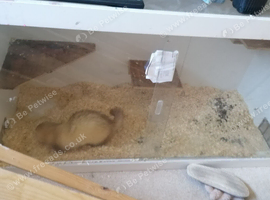 Male ferret