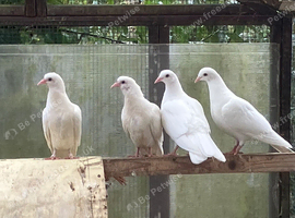 White Garden Doves