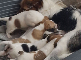 Jack russells