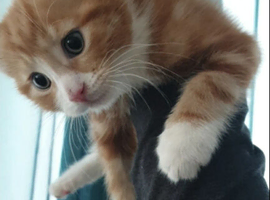 8 WEEK OLD  ginger kitten BSH mix