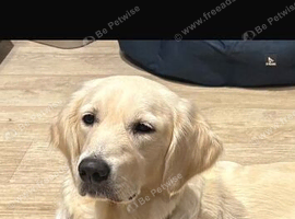 Stunning golden retriever puppy's
