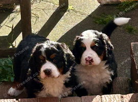 Bernedoodle Puppies for Sale