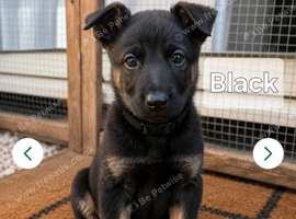 Belgian X Shepard puppies, 9 weeks old ready for new homes