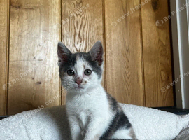 Gorgeous Kitten