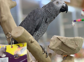African grey parrot