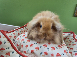 Lovely mini lionlops 5*homes only