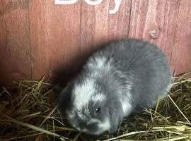Mini lop ear rabbits
