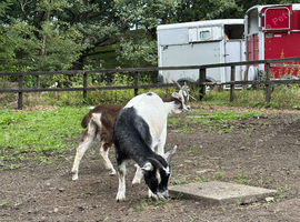 Pygmy goats castrated and billy in bl6