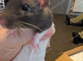 Dumbo/standard mix baby rats