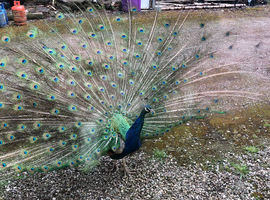 Peacocks