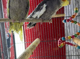 Baby cocktails