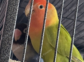 Proven pair of love birds for sale