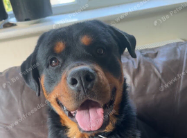 HANDSOME ROTTWEILER STUD AVAILABLE