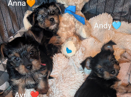 ANMACO Pups KC Ped Toy & Miniature READY TO GO