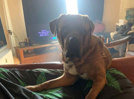 Mylo